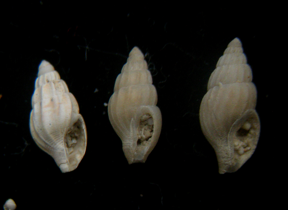 Amphissa acutocostata (Philippi, 1844)
